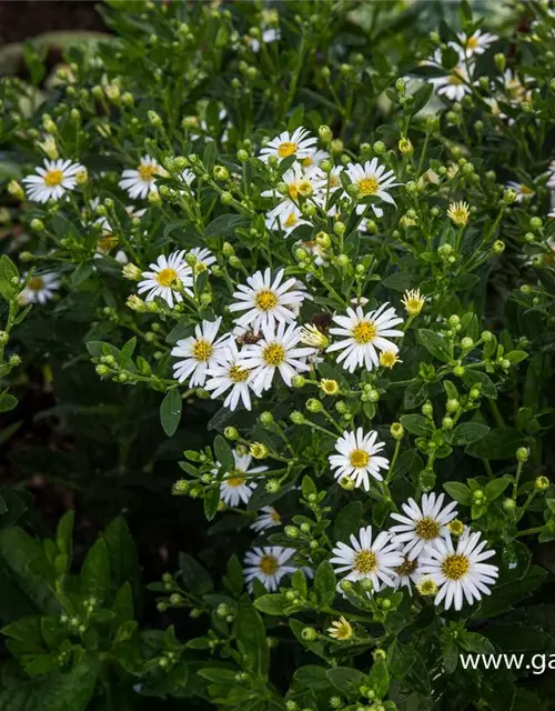 Zwerg-Wild-Aster 'Starshine'®