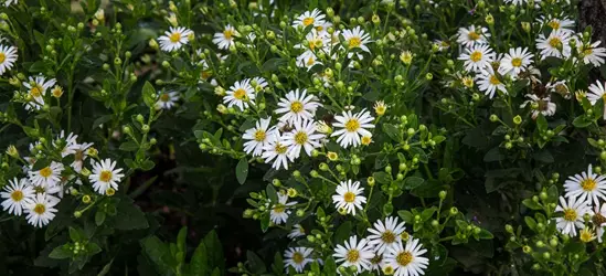 Zwerg-Wild-Aster 'Starshine'®