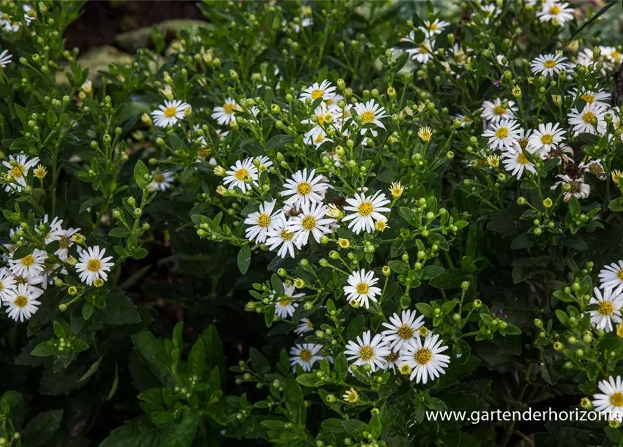 Zwerg-Wild-Aster 'Starshine'®