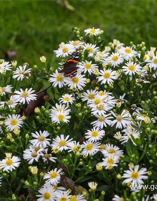 Zwerg-Wild-Aster 'Starshine'®