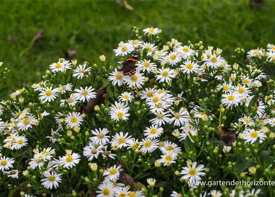 Zwerg-Wild-Aster 'Starshine'®