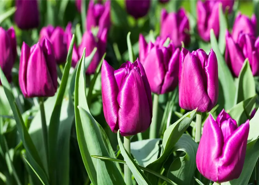 Tulpe 'Purple Prince'