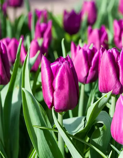 Tulpe 'Purple Prince'