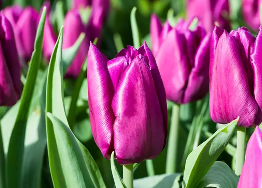 Tulpe 'Purple Prince'