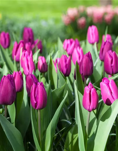 Tulpe 'Purple Prince'