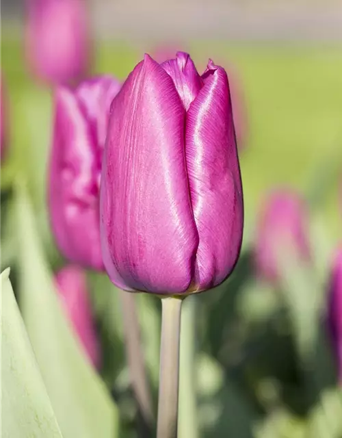 Tulpe 'Purple Prince'