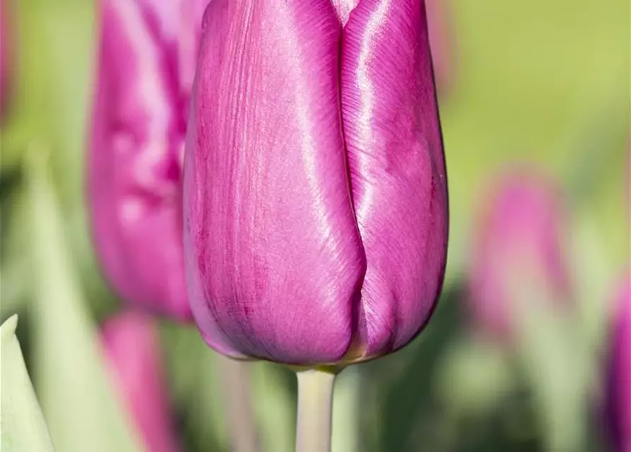 Tulpe 'Purple Prince'