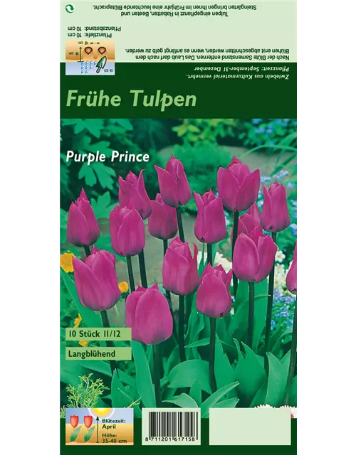 Tulpe 'Purple Prince'