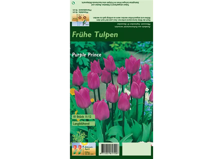 Tulpe 'Purple Prince'