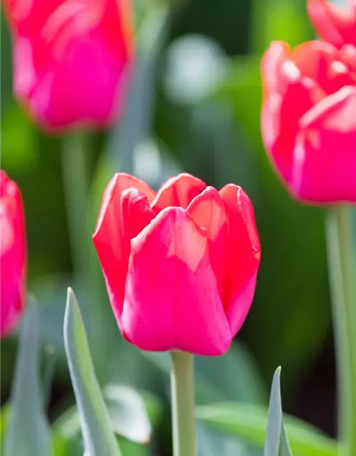 Tulpe 'Ile de France'