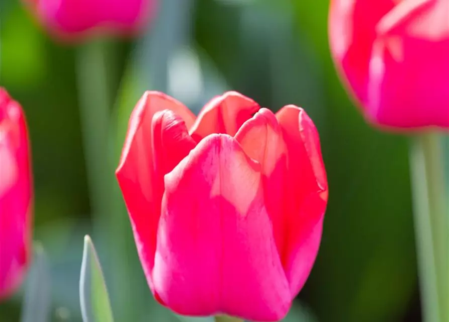 Tulpe 'Ile de France'