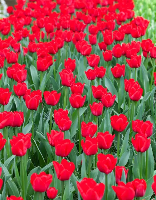 Tulpe 'Ile de France'