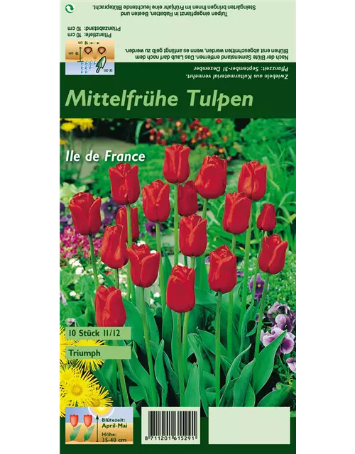 Tulpe 'Ile de France'