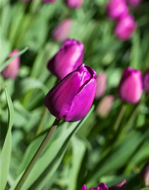 Tulpe 'Negrita'