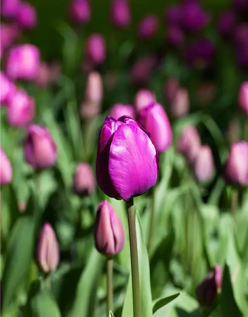 Tulpe 'Negrita'