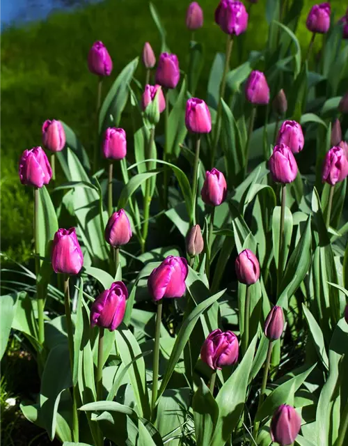 Tulpe 'Negrita'