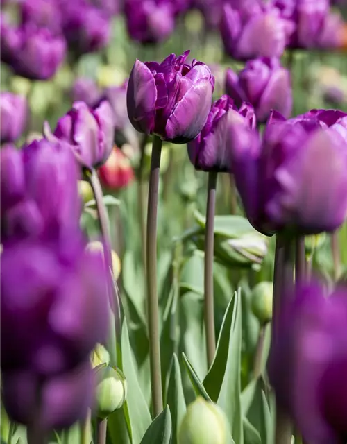 Tulpe 'Negrita'