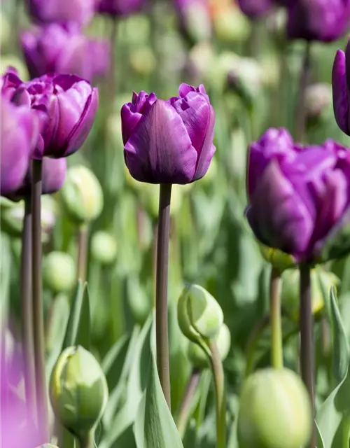 Tulpe 'Negrita'