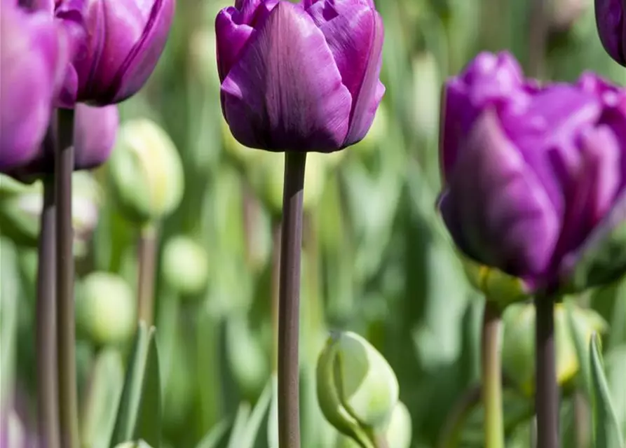 Tulpe 'Negrita'