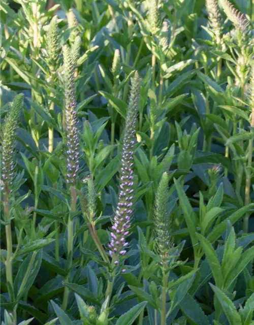 Veronica spicata 'Baby Doll' -R-