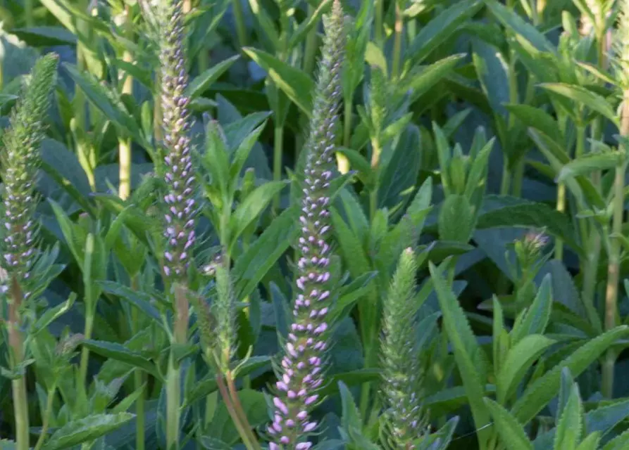 Veronica spicata 'Baby Doll' -R-