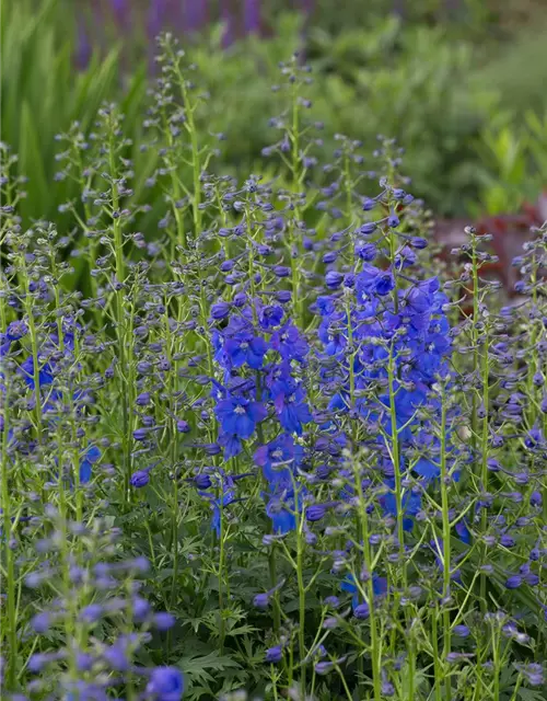 Verzweigter Garten-Rittersporn 'Piccolo'