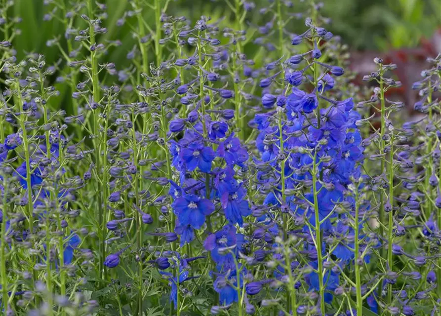 Verzweigter Garten-Rittersporn 'Piccolo'