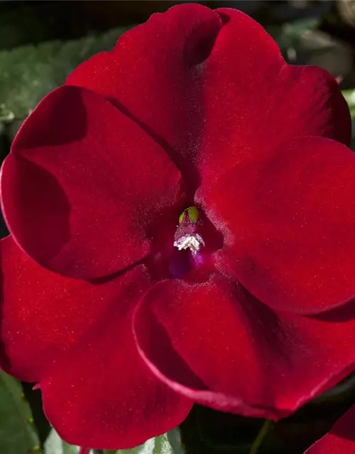 Sonnenlieschen 'SunPatiens® Compact Red'