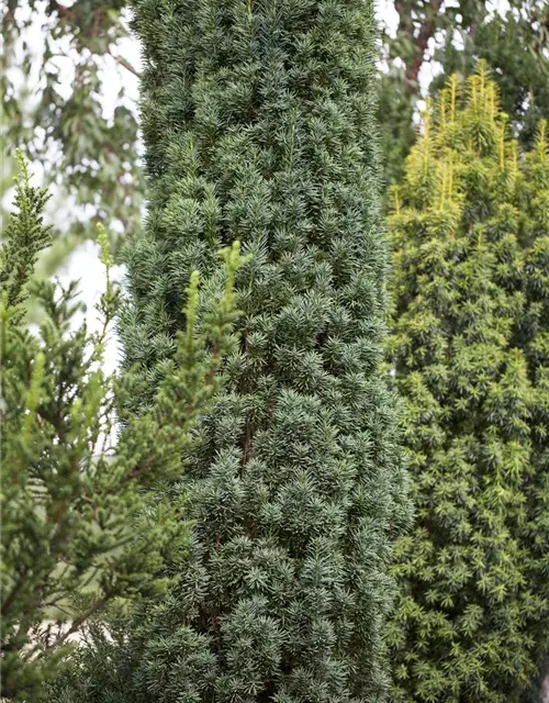 Taxus baccata 'Fastigiata Robusta'