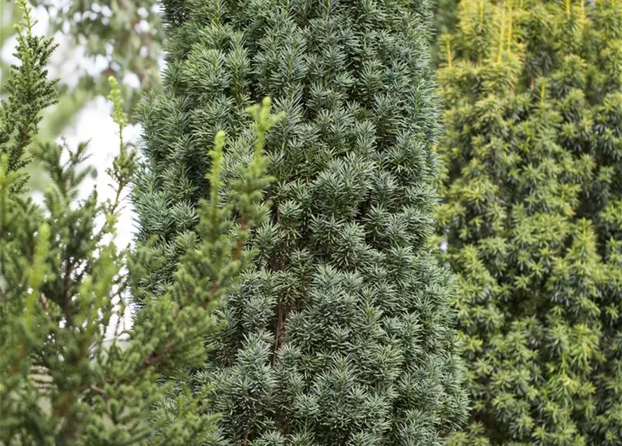 Taxus baccata 'Fastigiata Robusta'