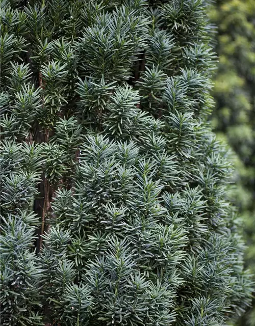 Taxus baccata 'Fastigiata Robusta'