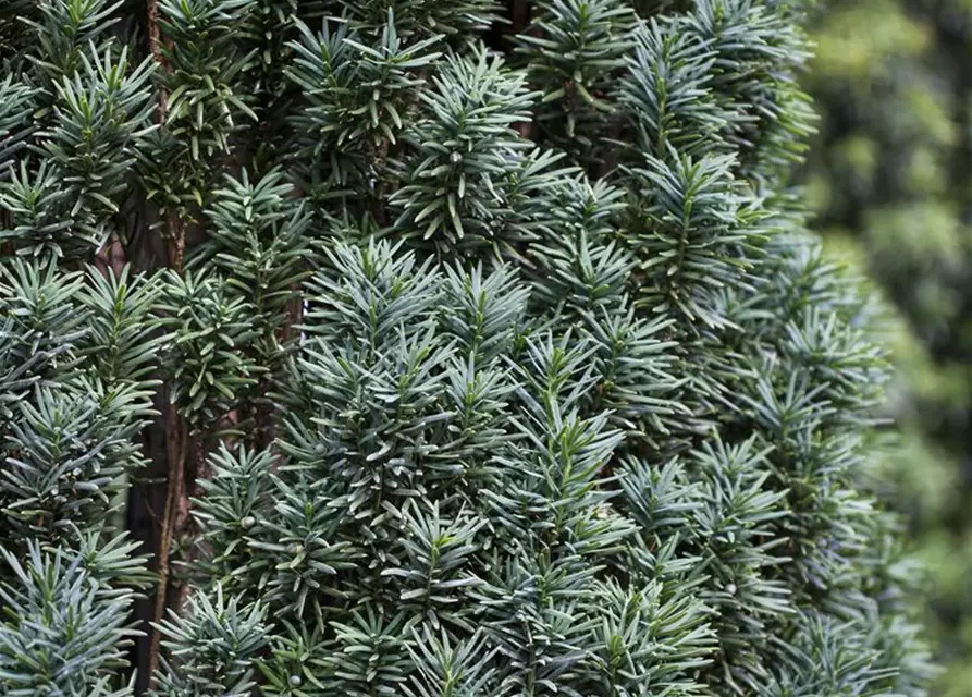 Taxus baccata 'Fastigiata Robusta'