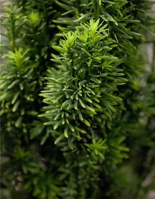 Taxus baccata 'Fastigiata Robusta'