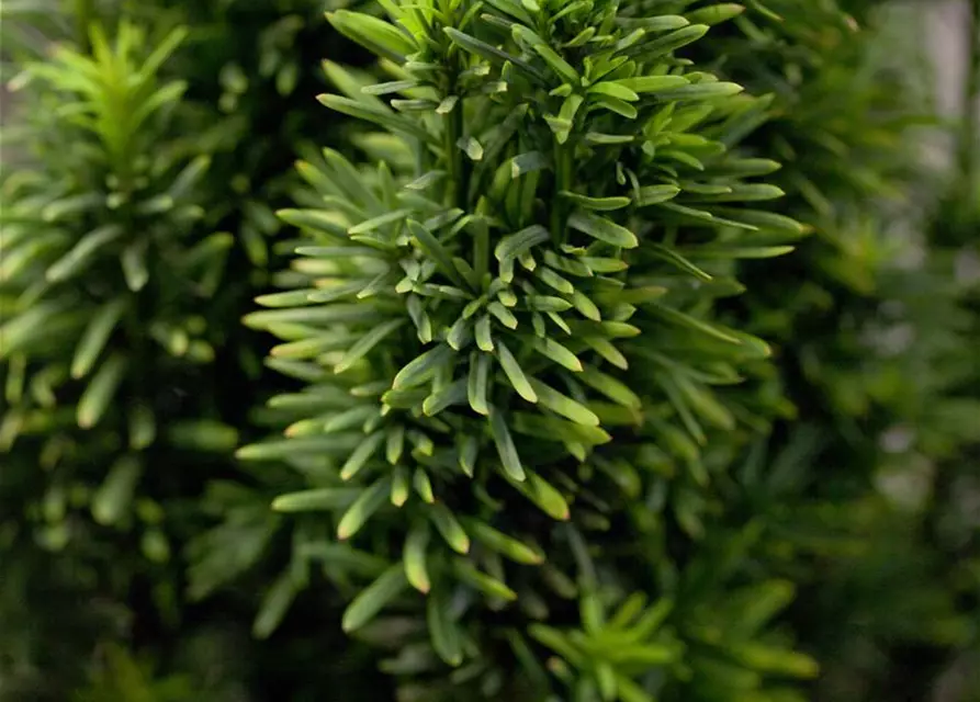 Taxus baccata 'Fastigiata Robusta'