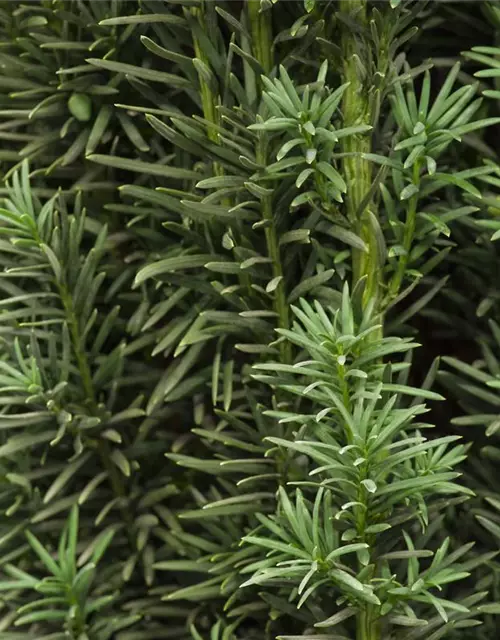 Taxus baccata 'Fastigiata Robusta'