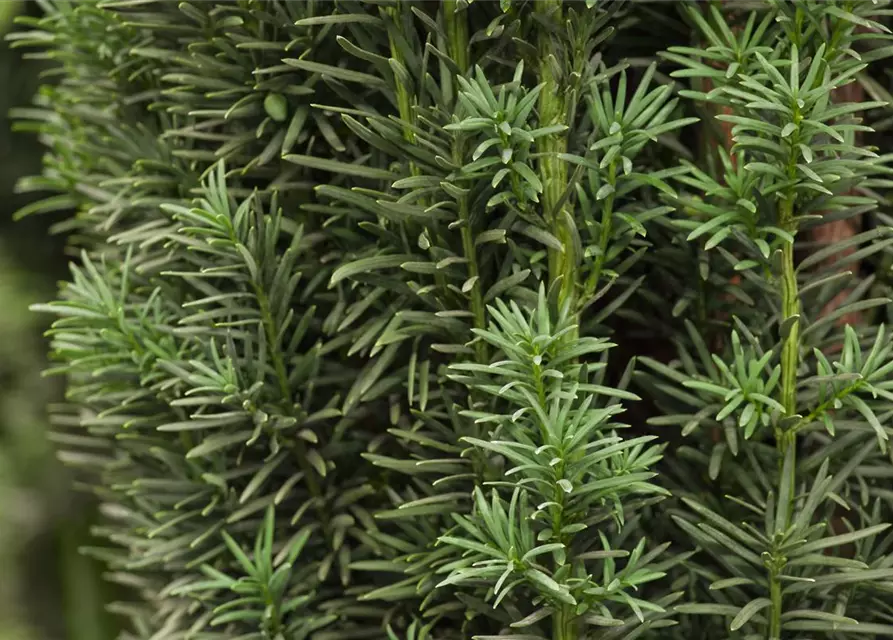 Taxus baccata 'Fastigiata Robusta'