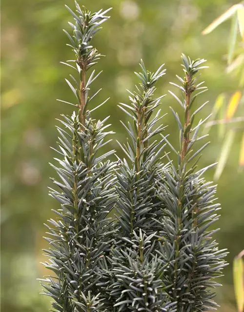 Taxus baccata 'Fastigiata Robusta'