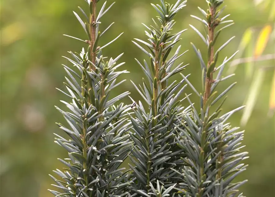 Taxus baccata 'Fastigiata Robusta'