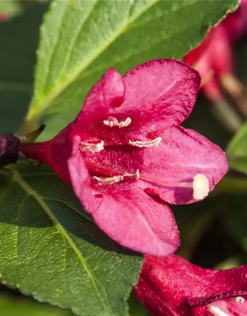 Weigelie 'Red Prince'