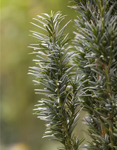 Taxus baccata 'Fastigiata Robusta'