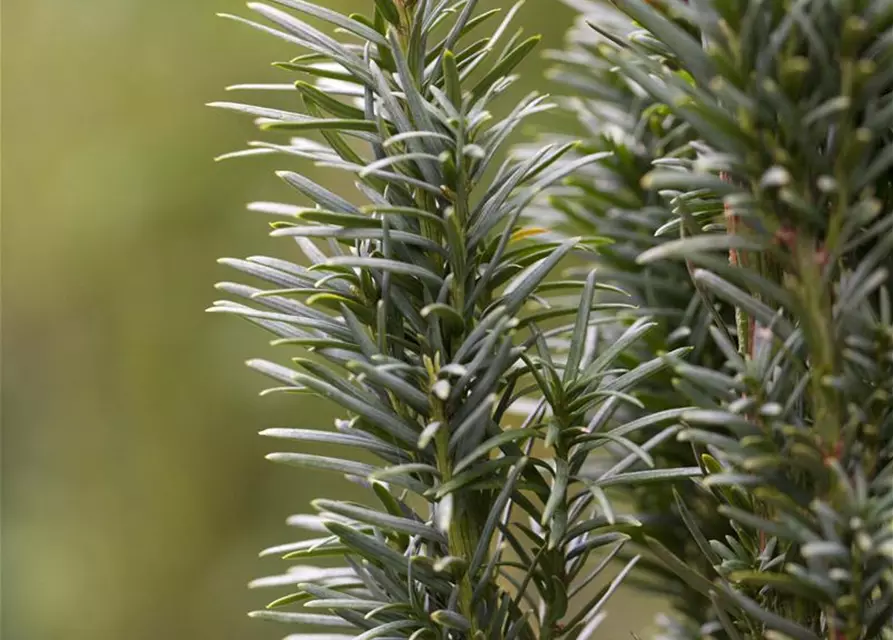 Taxus baccata 'Fastigiata Robusta'