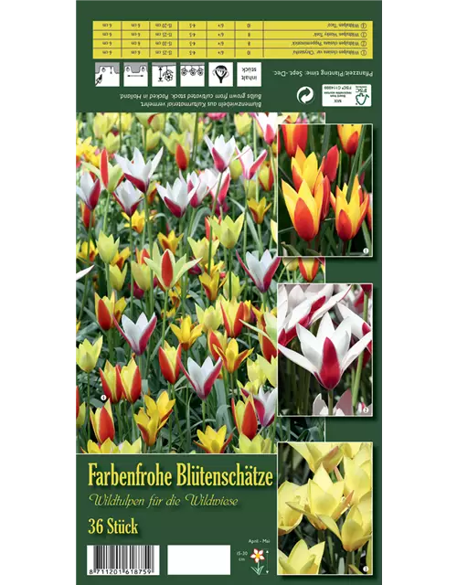 Wildtulpen 'Farbenfrohe Blütenschätze'