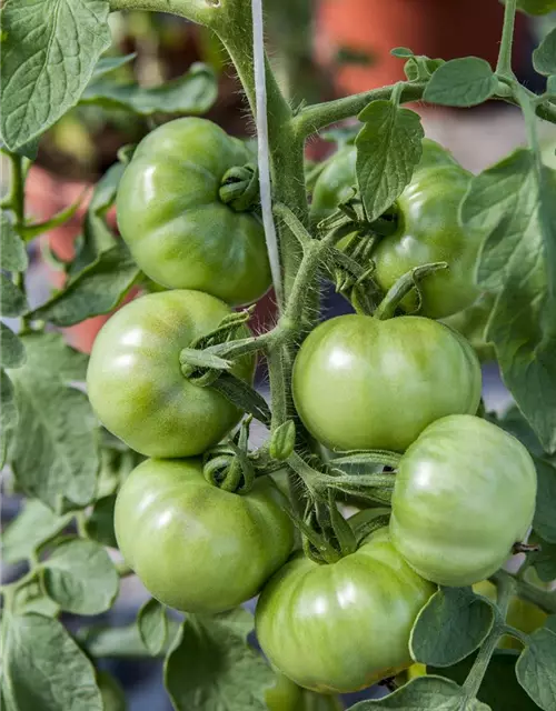 Tomate 'Marmande'