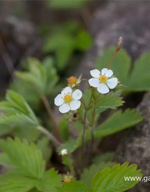 Wald-Erdbeere