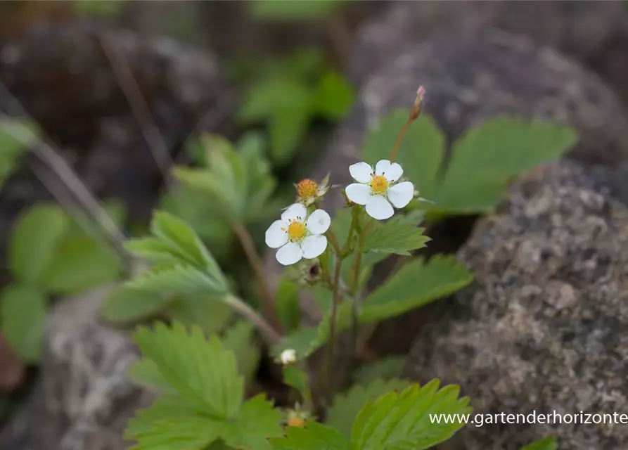 Wald-Erdbeere