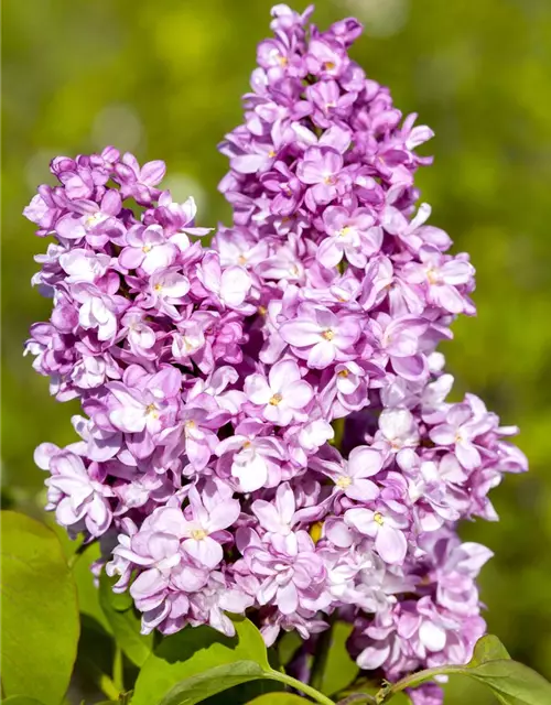 Syringa vulg.'Andenken an Ludwig Späth'