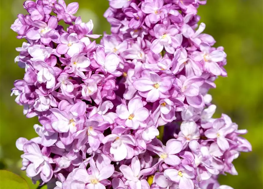 Syringa vulg.'Andenken an Ludwig Späth'