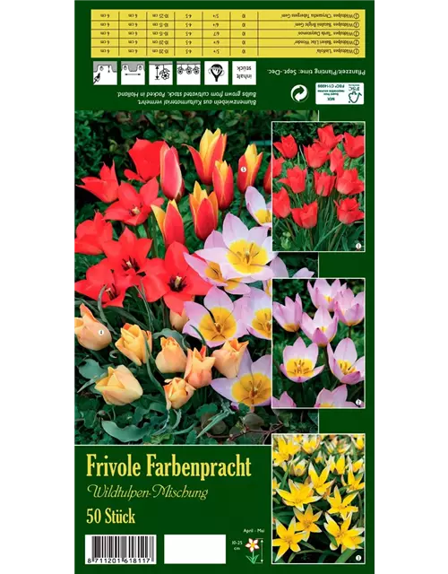 Wildtulpen 'Frivole Farbenpracht'