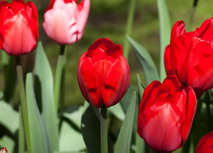 Tulpe 'Red Impression'