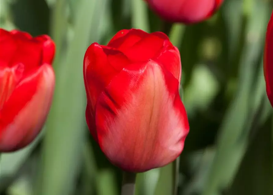 Tulpe 'Red Impression'